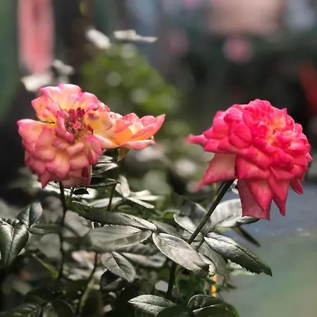 Guest house Zouglas App Limassol