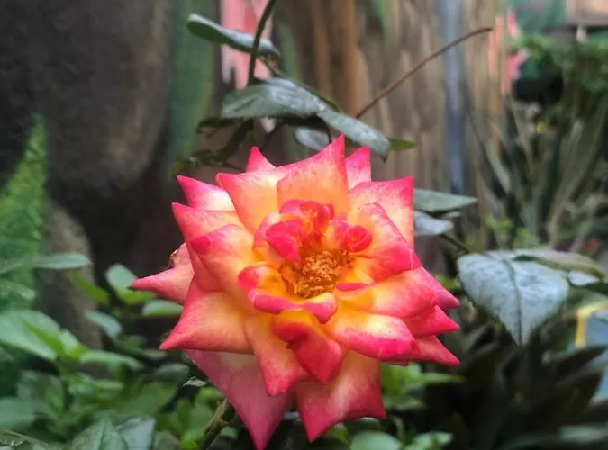 Zouglas App Penzion 3*