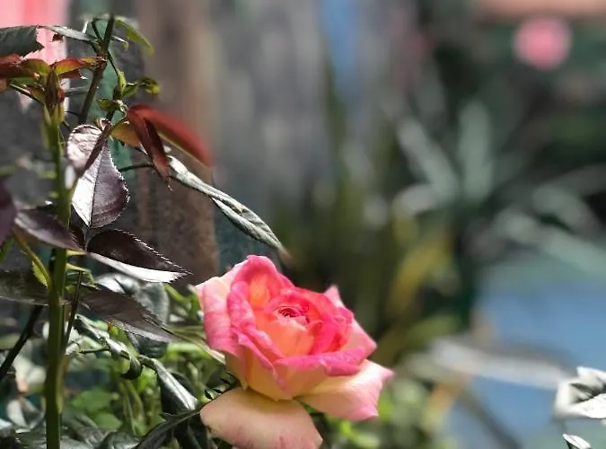 Zouglas App 3* Limisso