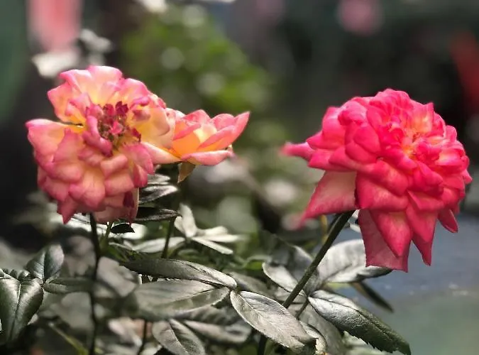 Penzion Zouglas App Lemesos