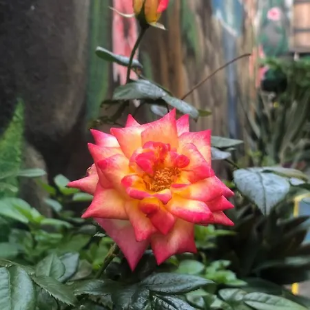 Zouglas App Casa de hóspedes 3*