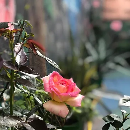 Zouglas App 3* Limassol